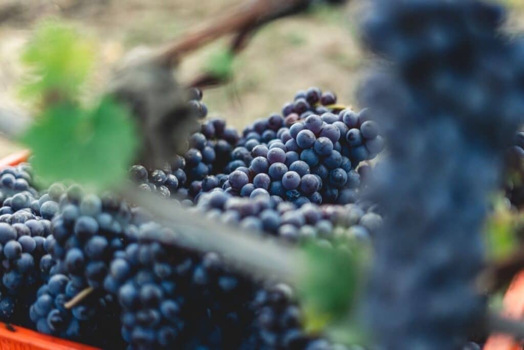 Sangiovese: storia, caratteristiche e abbinamenti