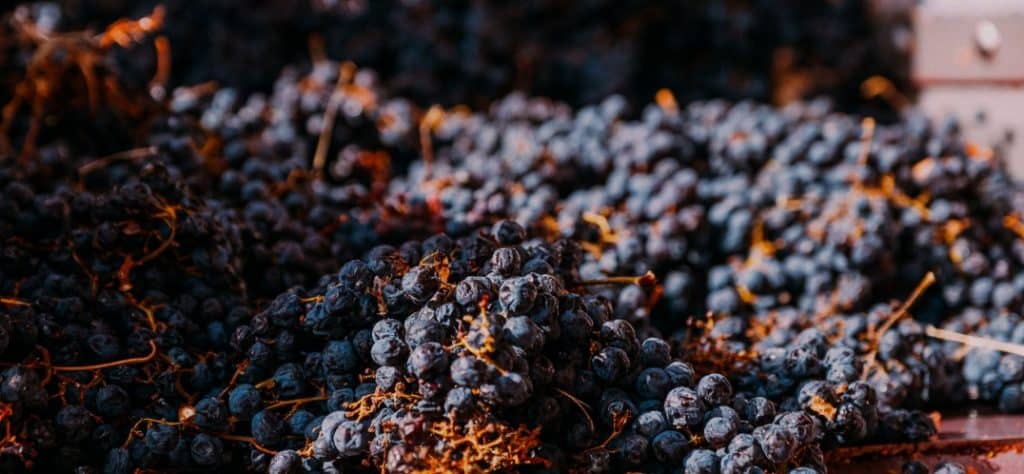La tecnica dell'appassimento di un vino